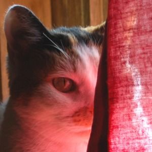 Meet your Posher, Steven